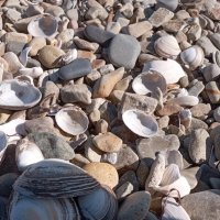 Интерьер моря :: Елена Семигина