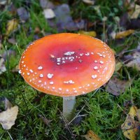 В осеннем лесу :: Рита Симонова