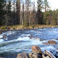 Быстрая Колвица :: Ольга 