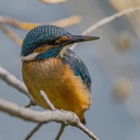 Зимородок :: Игорь Шабалин