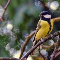 Синичка - сестричка :: Alexandеr P