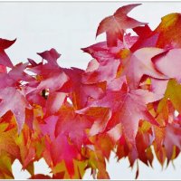 ЛИСТЬЯ... :: Elvira E. ЛИСТЬЯ... :: Elvira E.