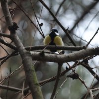 Холодает :: Иван Ермен