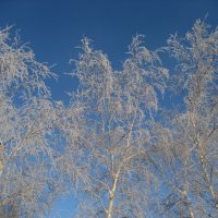 Берёзки :: Anna Ivanova Берёзки :: Anna Ivanova