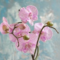 Моя коллекция орхидей :: Irene Irene