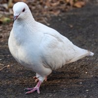 Голубь мира. :: Вадим Басов