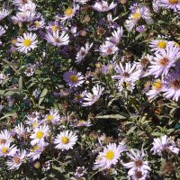 Сентябринки :: Freddy 97