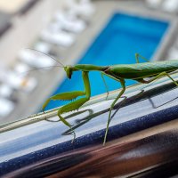 Незванный гость :: Андрей Щетинин Незванный гость :: Андрей Щетинин