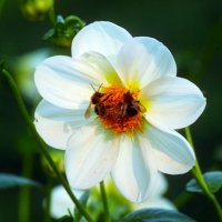 Октябрьским днём :: Юрий. Шмаков