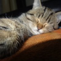 мурзик :: СЕРГЕЙ ФИЛОЧКИН