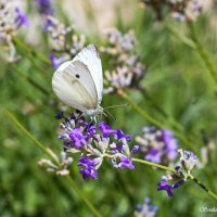Бабочка :: Светлана Ищенко Бабочка :: Светлана Ищенко