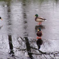 Утки в парке Победы...СПБ... :: vadim 