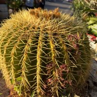 Эхинокактус пятидесятилетний, почти метра в ширину, на воле :: Александр Деревяшкин Эхинокактус пятидесятилетний, почти метра в ширину, на воле :: Александр Деревяшкин