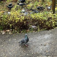 "А я пойду своим путем..." :: Olga Oskolkova