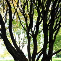 Ветви :: Roman stories -