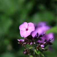 Флокс :: Roman stories -