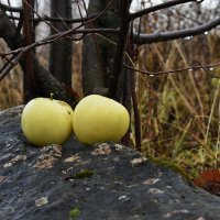 Яблоки :: Роман Пацкевич