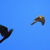 Две птицы... :: Владилен Панченко Две птицы... :: Владилен Панченко