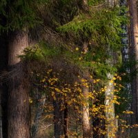 Октябрьский лес :: Евгений Тарасов 