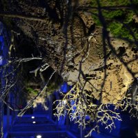 Корни в экспозиции... :: Наталья Вязигина