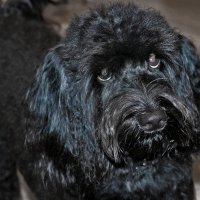 Глазастая Тучка :: Светлана 