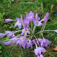 Последние безвременники :: Светлана 