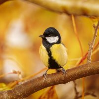 Синца :: Alex Bush