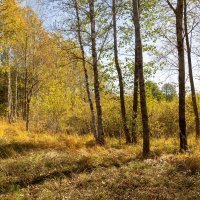 Солнечный день. :: Сергей Татаринов