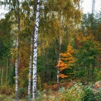 Территория лыжной школы по подготовке олимпийского резерва, Юкки, СПб. Осень. :: Лилия * Территория лыжной школы по подготовке олимпийского резерва, Юкки, СПб. Осень. :: Лилия *