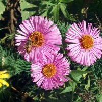 Три цветочка -первый день октября :: Galina Solovova