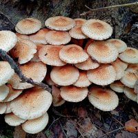 Чешуйчатка обыкновенная :: Алексей Р. Чешуйчатка обыкновенная :: Алексей Р.