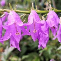 колокольчики :: Наталья 