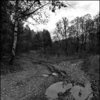 Осенняя лужа :: Наталья Rosenwasser