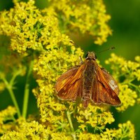 опять бабочки 23 :: Александр Прокудин опять бабочки 23 :: Александр Прокудин