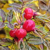 Осенние плоды. :: Aquarius - Сергей