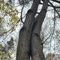 Деревья 1 :: Анна Рамун