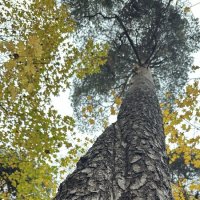 Деревья 3 :: Анна Рамун