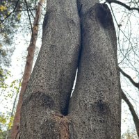 Дерево 3 :: Анна Рамун