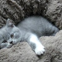 Из жизни котят(серия) :: Владимир Манкер Из жизни котят(серия) :: Владимир Манкер