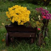 Осенние цветы монастыря божественно прекрасны. :: Татьяна Помогалова