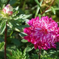 Цветы осени :: Ольга Цветы осени :: Ольга