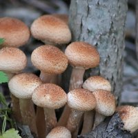 Опята собрать хватит часа... :: Любовь Сахарова