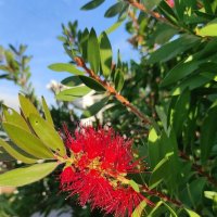 Каллистемон :: Татьяна Лютаева