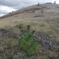 Сосенка карабкается к вершине... :: Андрей Хлопонин