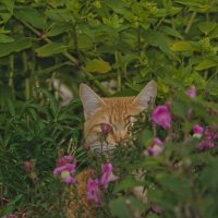 Рыжий партизан. :: Giant Tao / Рыжий партизан. :: Giant Tao /