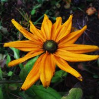 Зеленоглазая красавица :: Людмила Смородинская