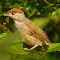 Черноголовая славка :: Лина 