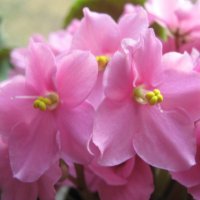 Розовая нежность :: Елена Семигина