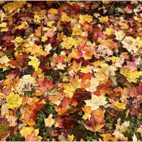 Осенняя палитра. :: Валерия Комова