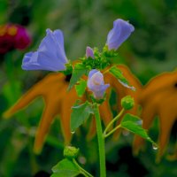 Мои ЦВЕТЫ :: Владимир Максимов Мои ЦВЕТЫ :: Владимир Максимов